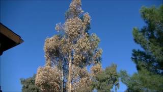 How to cut down an 80' Eucalyptus Tree Safely!