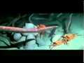 Sea creatures go nuts to the benny hill theme