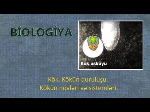 Video: 7-ci zona üçün sarımsaq sortları: 7-ci zonada sarımsaq bitkilərinin yetişdirilməsinə dair məsləhətlər