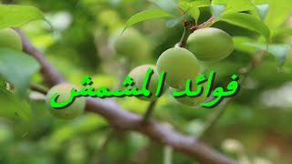 فوائد المشمش