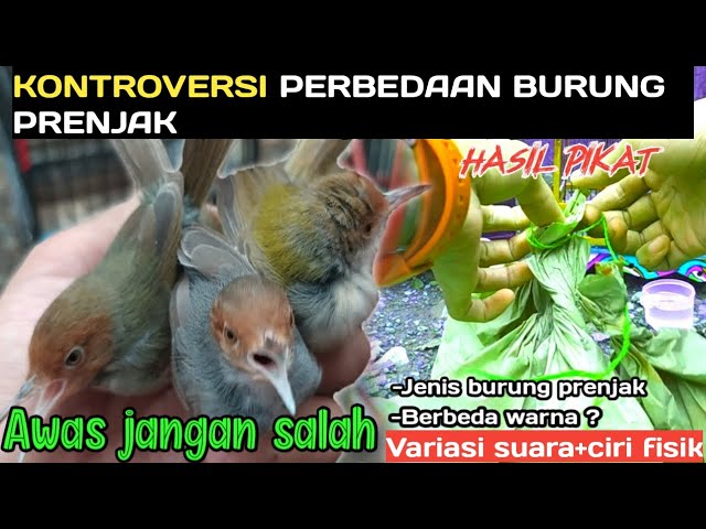 Perbedaan prenjak lumut,prenjak semi,prenjak klawu||Prenjak bawah vs prenjak atas#prenjakmerah class=