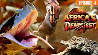 Africas Deadliest Season 1 (हिंदी) | Episode 1 | Killer Tactics | National Geographic
In Africa’s harsh wild, survival is earned every second. This episode dives into the deadly strategies that define the continent’s most feared predators. From silent ambush hunters to powerful chasers, each species brings a unique method of killing... sharpened over thousands of years.
Witness how speed, stealth, strength, and instinct collide in high-stakes encounters where one mistake means death. Whether it’s lions coordinating attacks, stealthy killers striking unseen, or raw power overwhelming prey, this is nature at its most unforgiving.
Among Africa’s deadliest, every move matters... and only the best survive.
#natgeo #africasdeadliest#africawildlife #predators #wildlife #nature #animals #lion #safari #wildlifeplanet #naturedocumentary #bigcats
Subscribe to Nat Geo India: http://bit.ly/NatGeoIndiaSubscribe
► Connect with National Geographic India for more:
◼ Facebook: https://fb.com/natgeotv.india/
◼ Instagram: https://www.instagram.com/natgeoindia
◼ Twitter: https://twitter.com/NatGeoIndia
#NatGeoIndia Africas Deadliest Season 1 (हिंदी) | Episode 1 | Killer Tactics | National Geographic