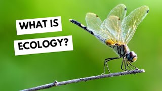 What is ecology?