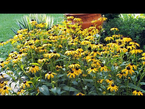 Video: Black-eyed Suzanne - Garden Decoration