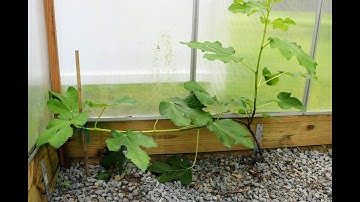 Training Low Cordons or Japanese Espalier Fig Trees