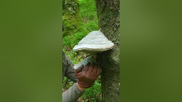 3 Unusual Ways to Start a Fire Without Lighter or Matches #survival #camping #bushcraft #lifehacks