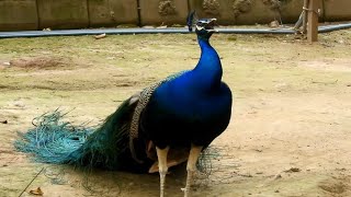 Peacock Calls videos | peacock Loud Sounds | Peacock High Sounds | 4K Birds Sounds | #birdsounds