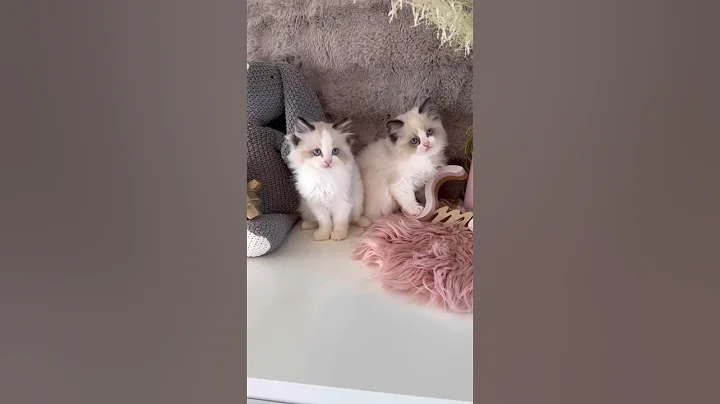 Video 11372191: kitten pets cutecat kitty, cat kitty cutecat pets, kitty pets cutecat animals, kitty kitten pet cute, cat kitten cutecat love