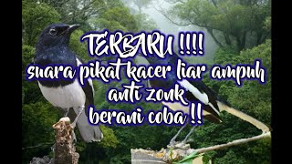 Terbaru !!! suara pikat Kacer jernih ampuh yang lagi viral anti zonk di jamin 100%, BERANI COBA