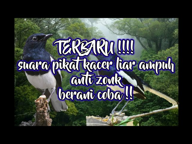 Terbaru !!! suara pikat Kacer jernih ampuh yang lagi viral anti zonk di jamin 100%, BERANI COBA class=