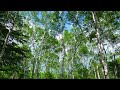 白樺林の風  初夏　旅の音風景