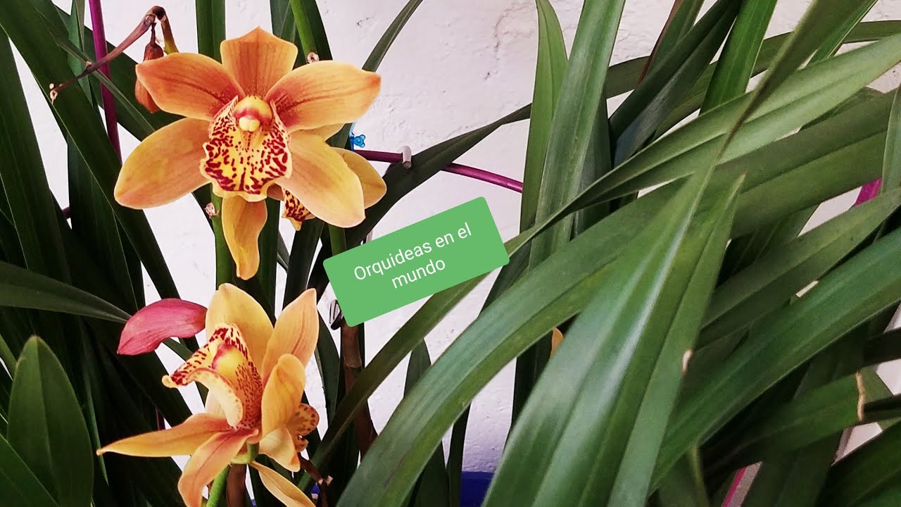 Cómo evitar pudrición en Orquídeas de Bulbos? #Orquídeasenelmundo - thptnganamst.edu.vn