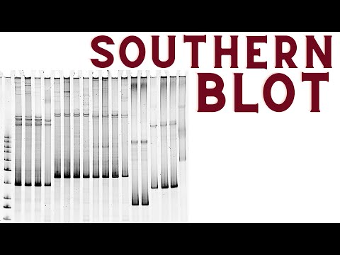 Video: Apa yang Anda pahami tentang teknik Southern blotting?