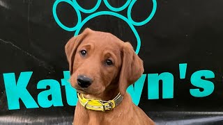 #Roxy #Dogtraining #Puppy-Training-Series