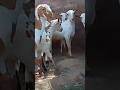 Full quality Barbare kids mail for sale contact 7230817511 #new #goat #animals #subscribe #shorts