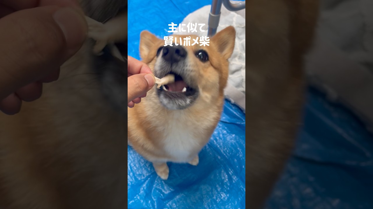 主と同じで賢いポメ柴