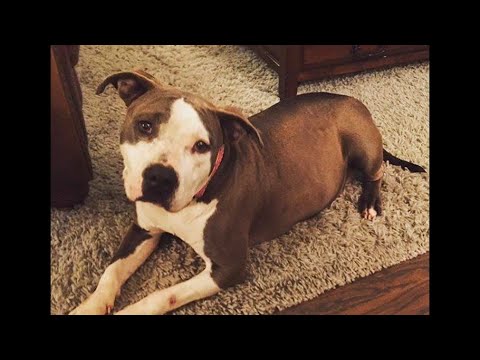 Video: Urgentní útočiště pes je zachráněn a znovuzrozen díky své Foster Mom