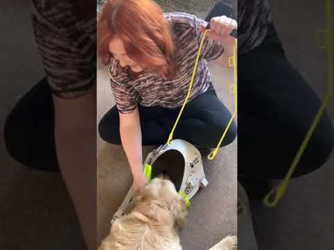 Assembling A U.K. Guide Dog Harness Completely Blind