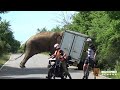 When the ferocious wild elephant attacked the lorry the cyclist fell to the ground