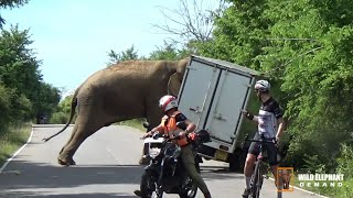 When the ferocious wild elephant attacked the lorry, the cyclist fell to the ground.