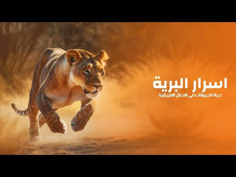 فيديو: اكتشف طيور كينيا ، إفريقيا