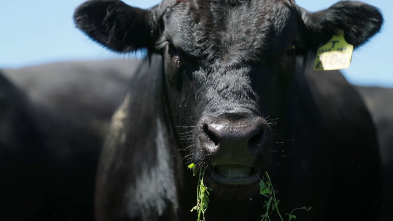 The PGW Livestock Story - Part 3: Livestock Marketing