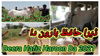 Dera Hafiz Haroon Da 2021| Bulls Setup in Mirwaal Fateh Jang | Bulls Farm House