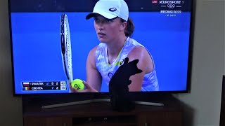 WHITEY THE BLACK KITTEN watching Australian Open - Iga Świątek vs. S. Cirstea by kotomaniak 282 views 2 years ago 1 minute, 12 seconds
