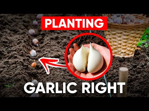 All Tips for Planting Garlic Before Winter! (SUPER WAY OF PLANTING GARLIC)