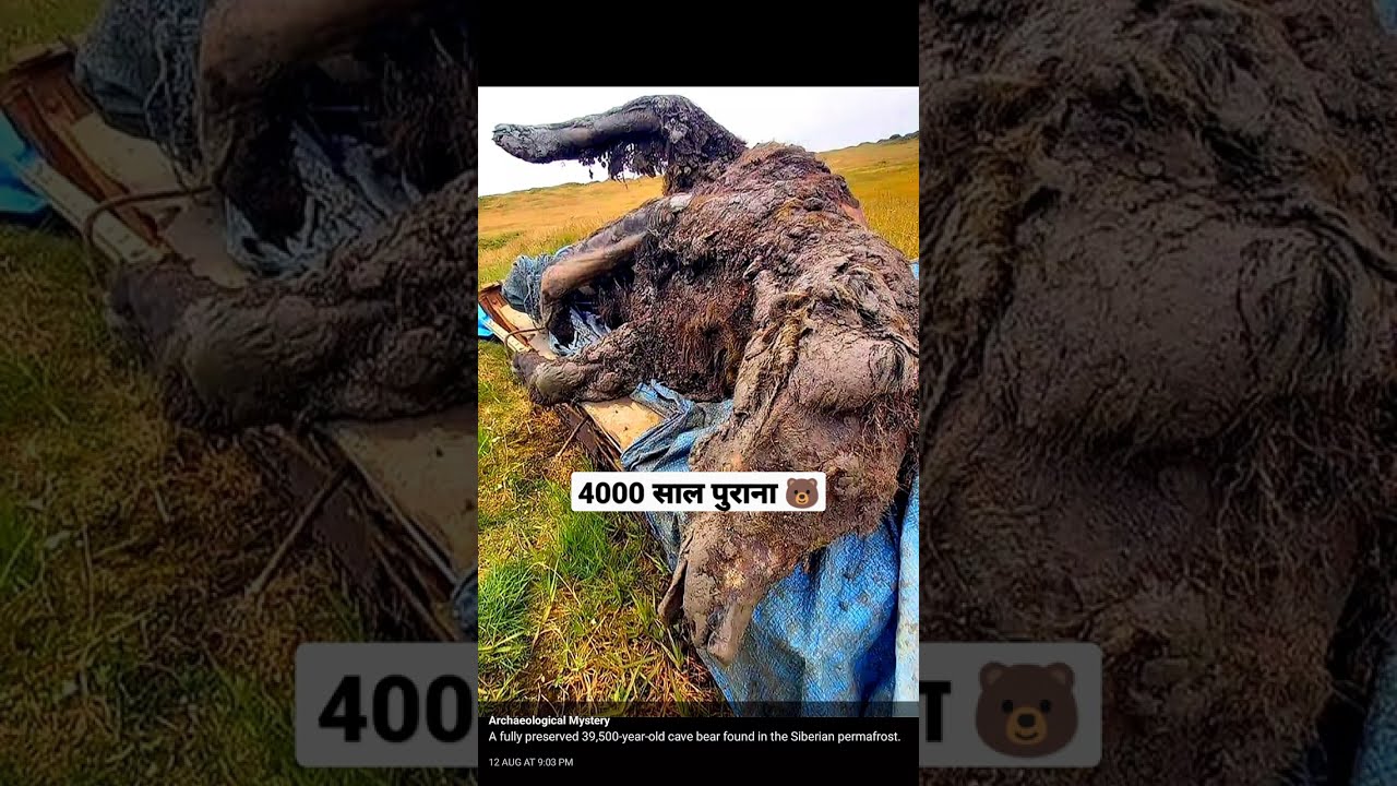A Fully Preserved 39 500 Year Old Cave Bear Found In The Siberian A Fully Preserved 39 500 Year Old Cave Bear Found In The Siberian