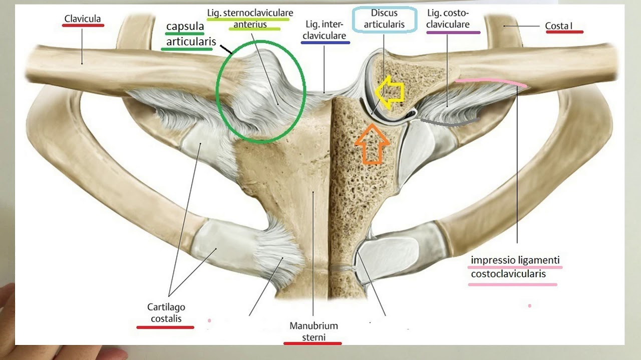 Соединения костей плечевого пояса. Связки грудино-ключичного сустава. Грудино ключичный суссустав анатомия. Грудино ключичный сустав анатомия. Грудино реберный сустав.