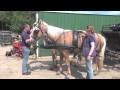 Horses rearing/bolting when being put to carriage - after training.