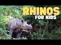 Rhinoceros Facts and Conservation