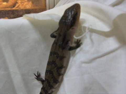 インドネシアアオジタトカゲ Tiliqua Gigas Evanescens Youtube