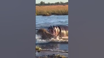 Thumbnail of scarface lion chased in water by hippo 🇰🇪