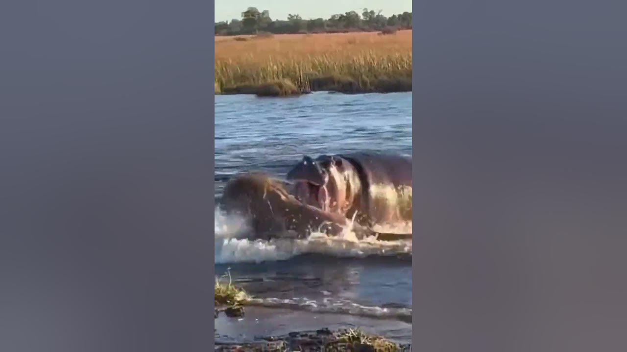 scarface lion chased in water by hippo 🇰🇪