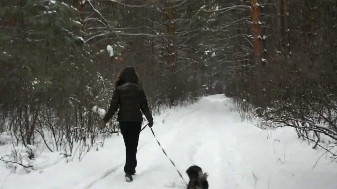 Лхаса апсо( Lhasa Apso )/Тибетский терьер.(Tibetan Terrier).