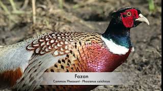 Fazan - Common Pheasant - Phasianus colchicus