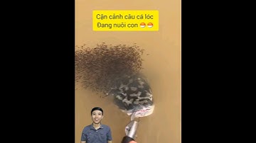 Cận cảnh câu cá lóc đang nuôi con #cacconvat #docla #fishing