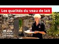 Les qualits du veau de lait des viandes limousines 