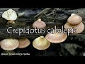 Гриб похожий на вешенку - Крепидот красивочешуйчатый | Crepidotus calolepis