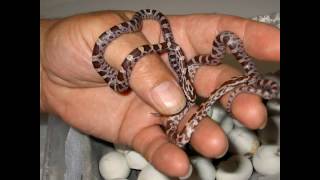 Corn Snakes  🐍  Successful hatching