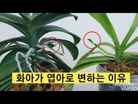 Video: Mikä On Paras Tapa Pitää Orkidea Ruukussa
