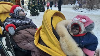 В гостях у сказки, капуцин Ульяна и макака Федор /прогулка с обезьянами