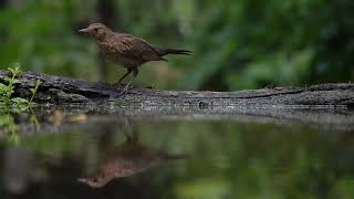 Nature Ambience, Bird Song