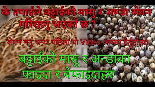 बट्टाईको मासु र अण्डाका फाइदाहरु ।। Benefits of quail eggs and meat ||