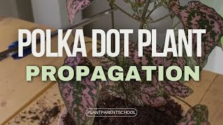 The easiest way to propagate a polka dot plant Hypoestes