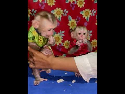 #baby monkey #baby monkeys #baby monkey Attacked #baby monkey crying #