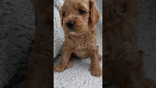 our doodle learning to bark #cavapoo #cockapoos #doodles #puppies #cavapoos #puppy #poodle #doodle