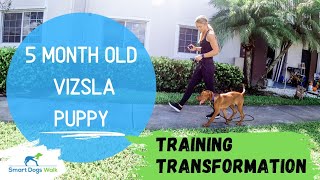 5 Month old Vizsla Puppy Training Transformation